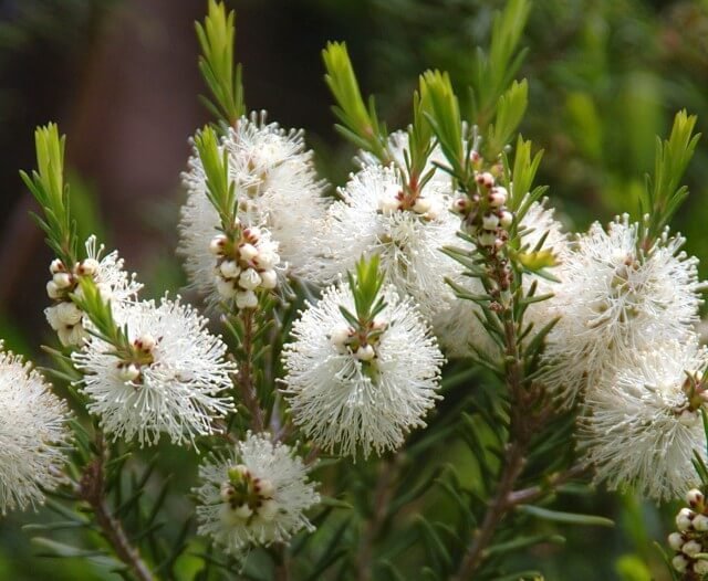 Melaleuca