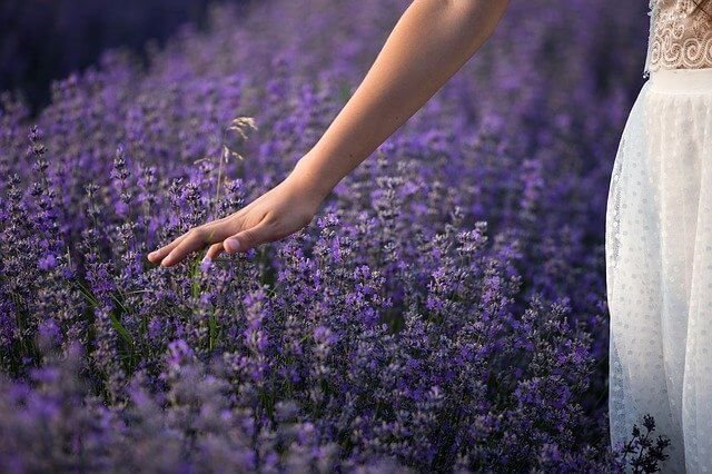 Lavanda